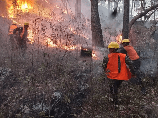 Controlado incendio forestal que arrasó 30 hectáreas de bosques en La Palma, Pinar del Río